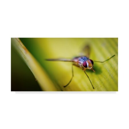 Trademark Fine Art Pixie Pics 'Fly Macro' Canvas Art, 10x19 ALI44317-C1019GG